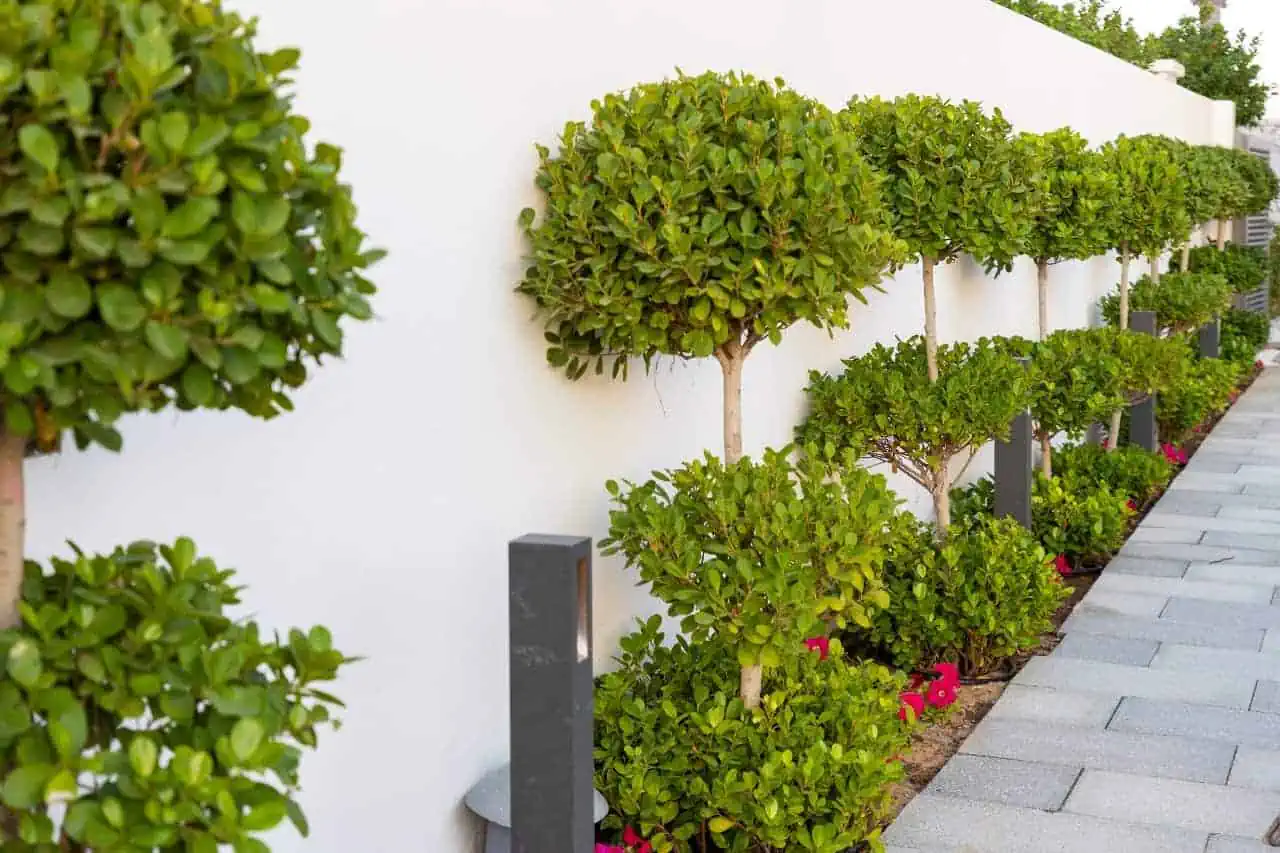 A serene view of trees lined up gracefully in front of a pristine white wall.